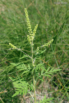 Image of annual ragweed