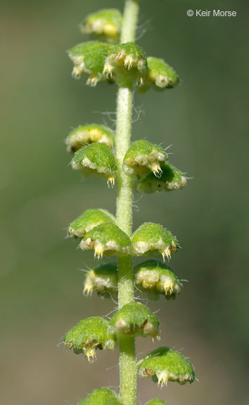 Image of annual ragweed