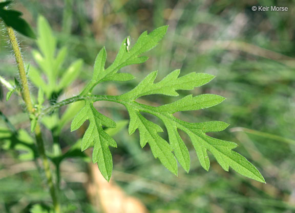 Ambrosia artemisiifolia L. resmi