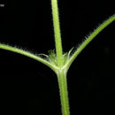Image of <i>Ambrosia <i>trifida</i></i> var. trifida
