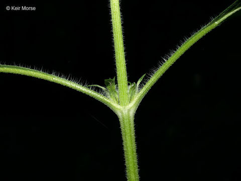 Image of <i>Ambrosia <i>trifida</i></i> var. trifida