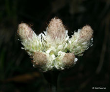 Image of woman's tobacco