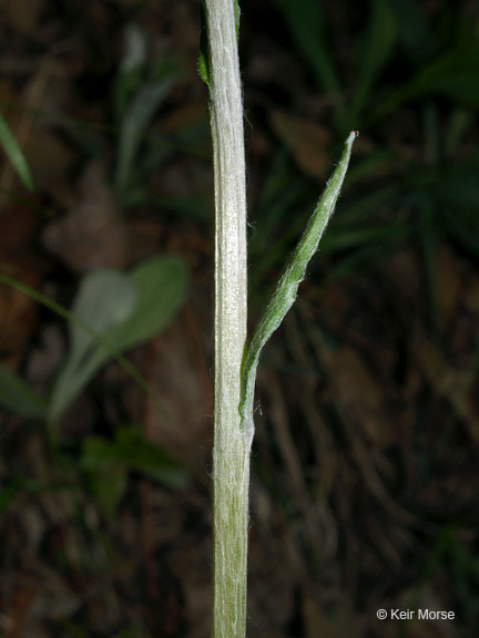 Image of woman's tobacco