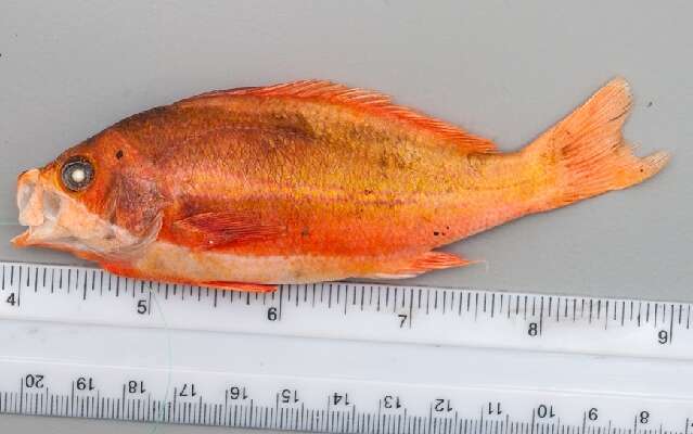 Pseudanthias resmi