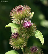 Imagem de Arctium minus (Hill) Bernh.