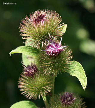 Image of common burdock