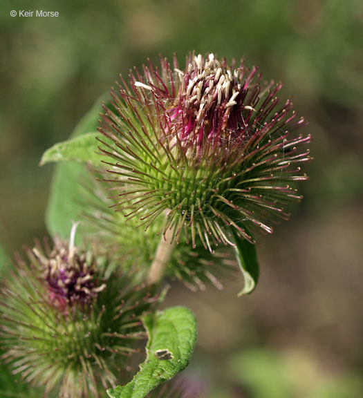 Image of common burdock