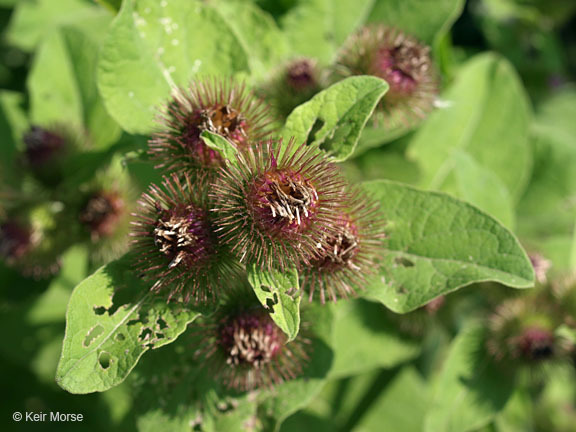 Image of common burdock