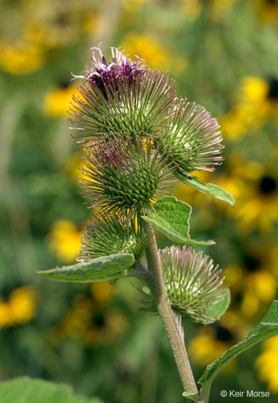 Image of common burdock