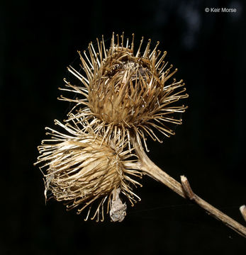 Image of common burdock