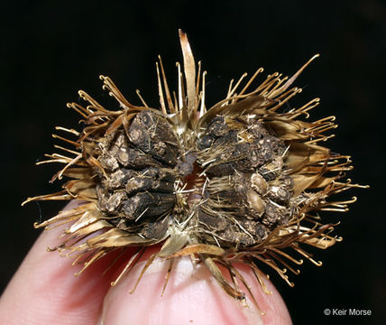 Image of common burdock