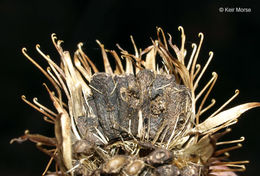 Image of common burdock