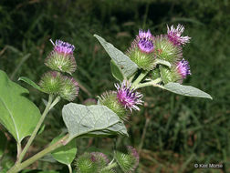 Image of common burdock