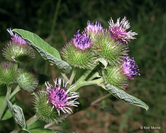 Image of common burdock