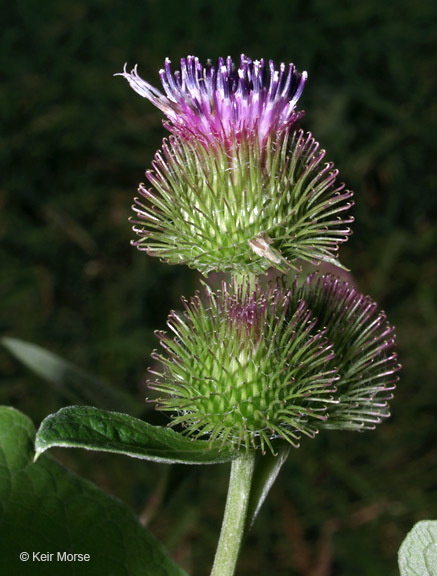 Image of common burdock