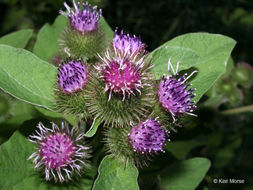 Image of common burdock