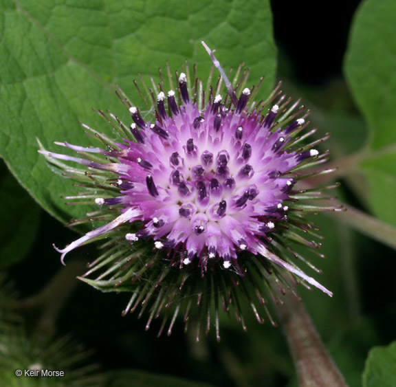 Image of common burdock