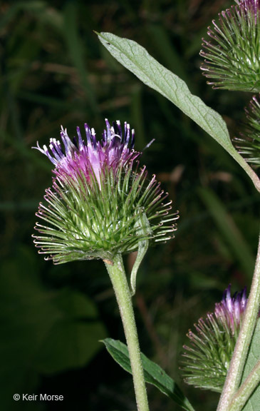 Image of common burdock