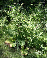 Image of common burdock