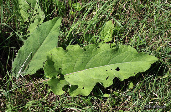 Image of common burdock