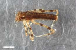 Image of Platycnemididae
