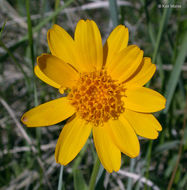 Image of foothill arnica