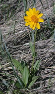 Image of foothill arnica