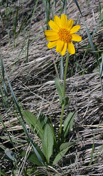 Imagem de Arnica fulgens Pursh