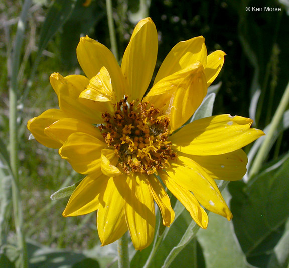 Image of arrowleaf balsamroot