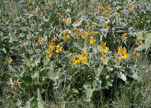 Image of arrowleaf balsamroot