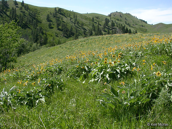 Image of arrowleaf balsamroot