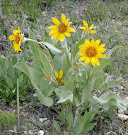 Image of arrowleaf balsamroot