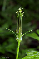 Image of Spanish needles