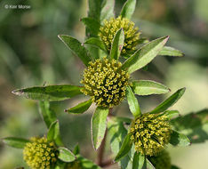 Image of Trifid Bur-marigold