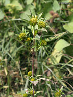 Image of Trifid Bur-marigold