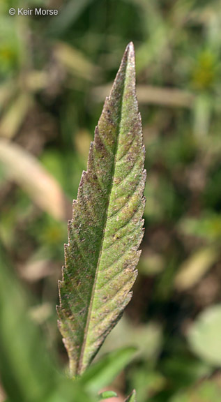 Image of Trifid Bur-marigold