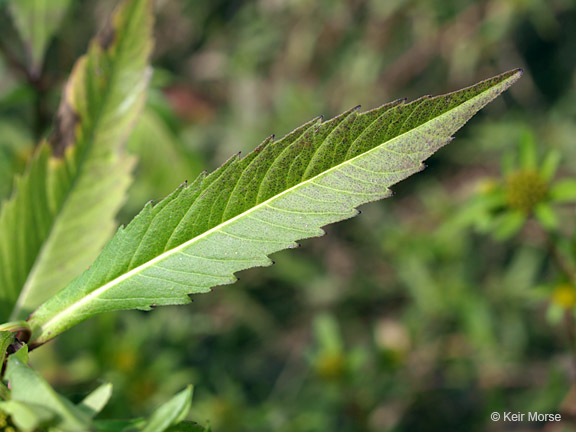 Image of Trifid Bur-marigold