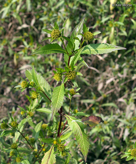 Image of Trifid Bur-marigold