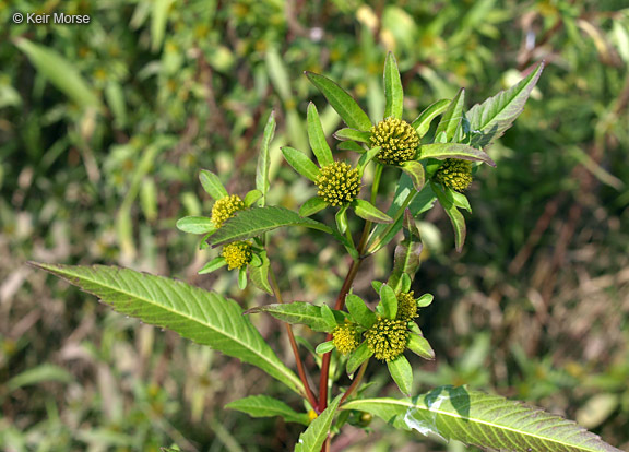 Image of Trifid Bur-marigold