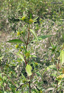 Image of Trifid Bur-marigold