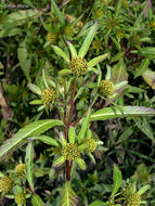 Image of Trifid Bur-marigold