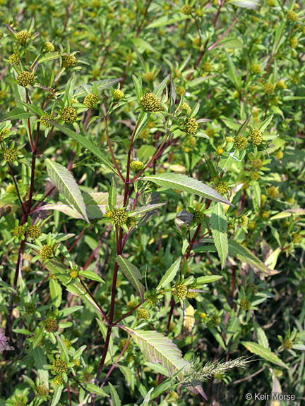 Image of Trifid Bur-marigold