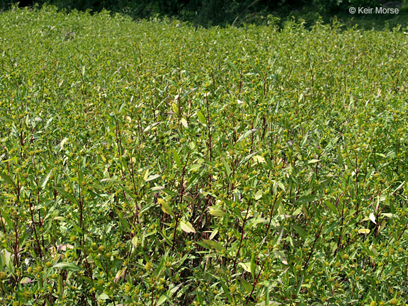 Image of Trifid Bur-marigold