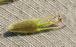 Image of Trifid Bur-marigold