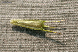 Image of Trifid Bur-marigold