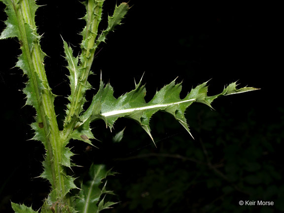 Слика од Carduus nutans L.