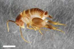 Image of Myrmecophilinae