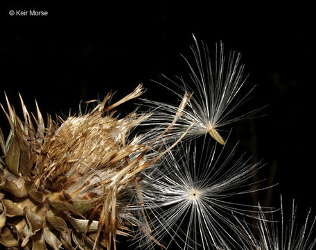 Image of Musk Thistle