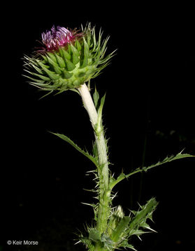 Image of Musk Thistle