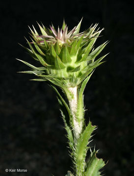 Image of Musk Thistle